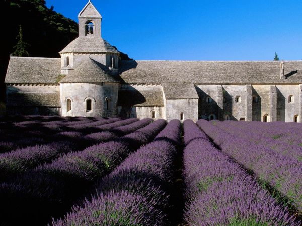 Lavender-Field_-Abbey-of-Senanque_-Near-Gordes_-Provence_-France