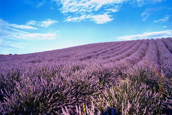 lavanda_