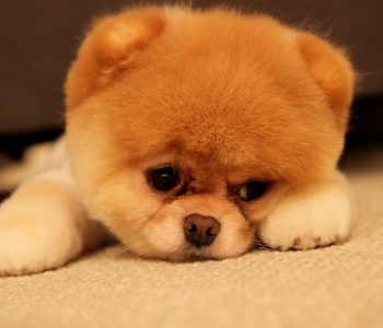 chi è il cane più bello del reame?