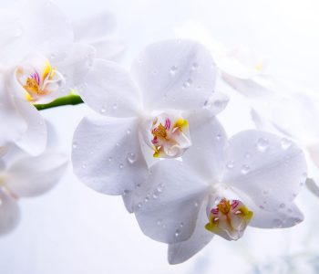 Un fiore che fa design